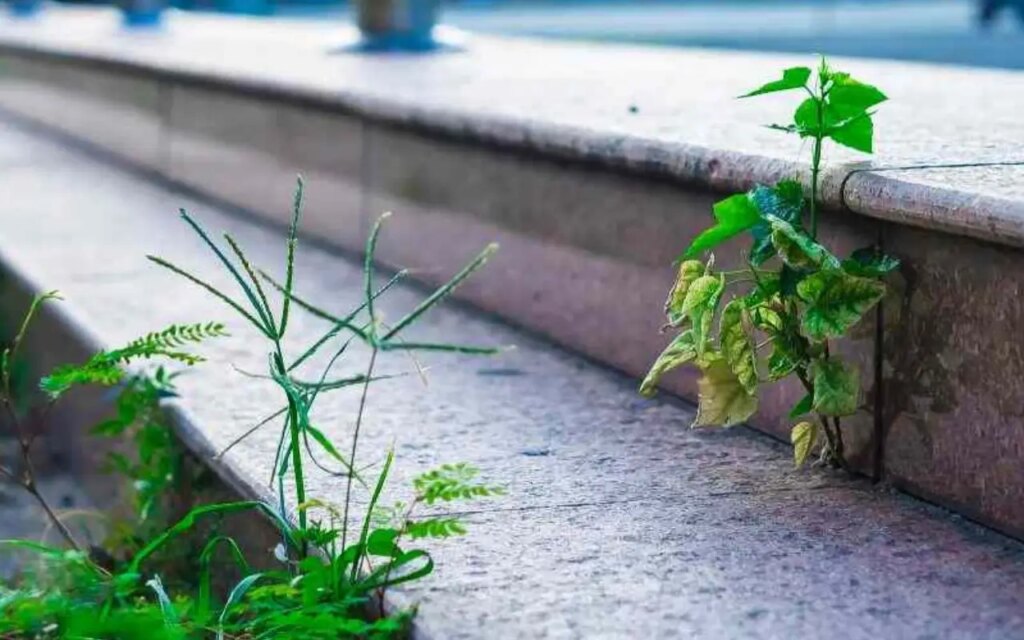 Come rimuovere le erbacce senza prodotti chimici: la soluzione definitiva