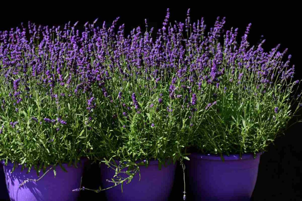 Lavanda in vaso: i 3 gesti da evitare assolutamente