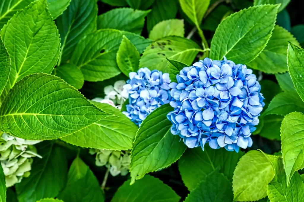 Ecco cosa succede se usi il caffè macinato come fertilizzante per le ortensie